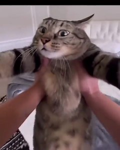 Cat spin 🙂 | Can You Won't