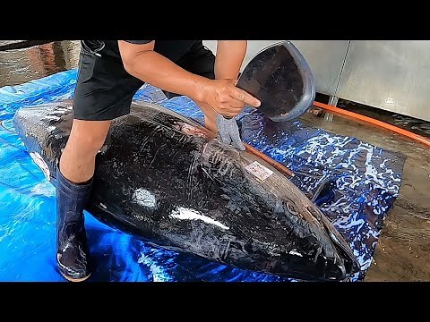 650lb Giant Bluefin Tuna Cutting Show / Sashimi Meal & Sushi