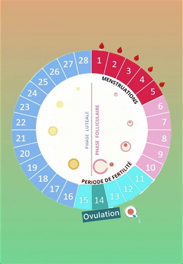 Comprendre le cycle menstruel : guide informatif