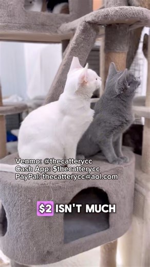 Together, we save lives! #cats #rescuecat #catrescue #catshelter #savecats | The Cattery Cat Shelter