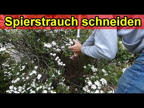Spirea shrub becoming bare inside - How to prune spirea correctly - Spirea shrub pruning and care...