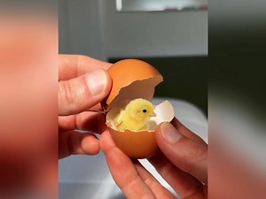 你见过这么小的小鸡鸡吗？哪怕见过也别急着艾特，因为它刷到会先艾特你，这种只有瓶盖大的小鸡鸡叫彩鹑，一种外形跟鸡差不多的鸟，别看它小时候只有几厘米，可性格十分粘人_哔哩哔哩_bilibili