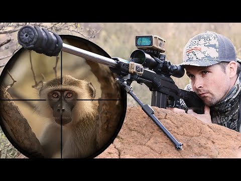 Guardians of the Nest: The Battle Against Vervet Monkeys