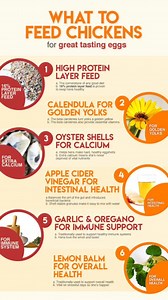 What to feed Chickens #poultry #chickenfeed #chickenfarmingtips | Farming Tech& Business