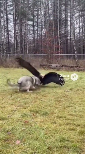 Eagle vs Wolf in the Backyard Caught on Camera Near the Forest Edge