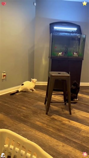 Super Fun Animals on TikTok