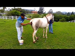 Amazing Horse Breeding Preparation You’ve Never Seen Before!
