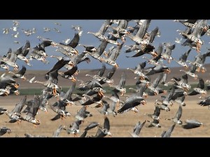 Saskatchewan Speck and Snow Goose Hunt