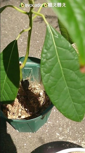 アボ太郎三度目の植替(種を水耕栽培→土植え)#アボカド栽培 #アボカド #アボガド #avocado #avocadoplant #観葉植物 #plants #植物 #鹿沼土 #赤玉土 #ゼオライト