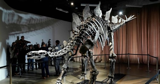 New York museum unveils 'Apex' - an almost complete Stegosaurus | New Straits Times