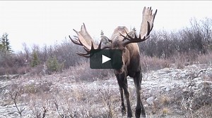 Watch Alaskan Moose: A Journey With Giants Online | Vimeo On Demand