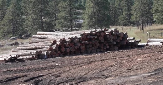 How a Montana sawmill is adapting to industry changes