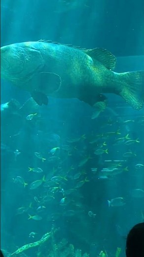 type of fish in aquarium