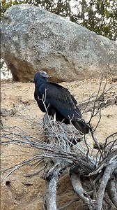 Turkey Vulture🦤Yard Scavenger #turkeyvulture