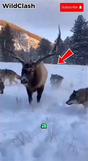 Wolf Pack vs Elk Extreme Chase – Rocky Mountains USA