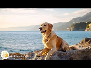 CALM YOUR DOG | Soothing Sounds to Relax Anxious Dogs - Anti Anxiety Music for Dogs