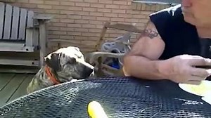 355K views · 6.3K reactions | Funny #Dog Talks To Owner Dog Lovers Dogs Gone to the Snow Dogs Dogs Naturally Magazine Dogs World Dogs Fans | Dirty Dog Daily | Facebook