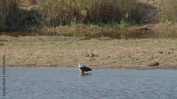 African fish eagle perched in shallow water, scanning for prey, Kruger National Park, South Africa