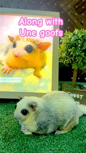 Along with Une-chan goods. #sugarglider #フクロモモンガ #小動物 #animals #pets #une #bobaeyes #shorts