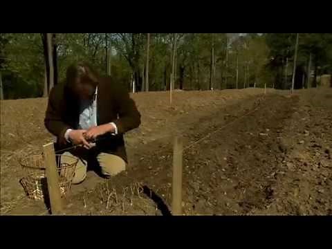 How to Plant Onion Sets