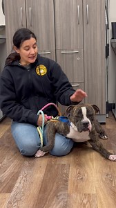 23-0404 "buster" Meet Buster! This 4 year old Boxer is looking to meet his forever family!! Buster makes quick friends with everyone he meets! He is very laid back, loves to lounge, and loves to play! If you are interested in adopting Buster or have any questions please feel free to contact the Town of Oyster Bay Animal Shelter at 516-677-5784 | Town of Oyster Bay