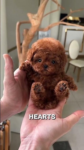 This Teacup Poodle Is Too Cute to Be Real | Tiny Dog, Big Personality