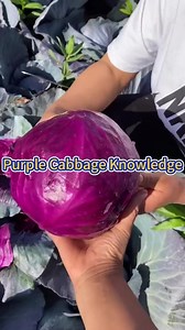 Growing purple cabbages #garden #gardeningtips #gardening #planting #farming #cabbage #purplecabbage | Agriculture 2.1