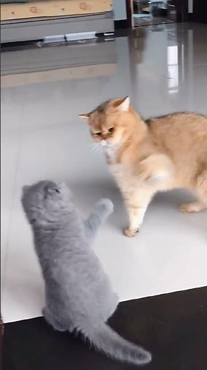 The best cat fights ever seen | Try not to laugh - cat fight compilation video | 4k #shorts