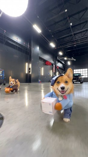 Happy Halloween! I’ve got free shipping on all orders over $99 at chem-x.com for all my detailing liquids and now with Lola and Harry onboard we are ready to deliver!🎃👏❌ #chemx #detailing #corgi #pet | Chem-X