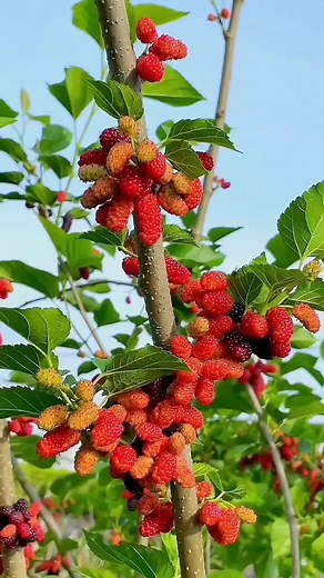 Berry Harvesting Tips: Fresh Berries from the Garden