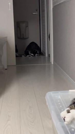 足の臭いで覚醒する猫😳 臭いでぶっ飛びにゃ〜す🐾 #猫のいる暮らし #猫のいる生活 #猫 #癒し動画 #キジトラ白 #キジ白 #2歳 #おかか