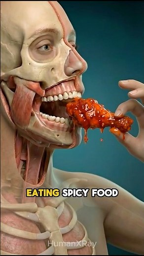 What Happens When You Eat a Spicy Foods late at night? 🌶️ (3D Anatomy)