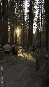 Friends hiking on a trail in the forest, girls and a guy walking with backpacks uphill, hiking, active recreation walking in the forest on a sunny day, yosemite park, tourism in the national park