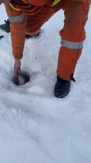 #canadianredneckfishing #walleyefishing