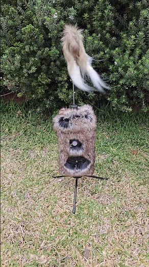 ICOtec Furnado electronic caller #ICOtec #foxhunting