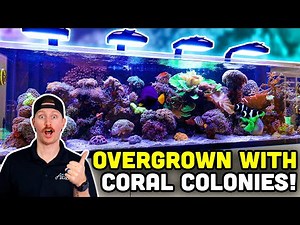 Learn the Keys to MASSIVE Coral Growth! Reef Aquarium Spotlight!