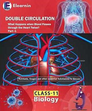 How Blood circulated through Heart | Double Circulation | Class 11 Biology | Human Heart | #science