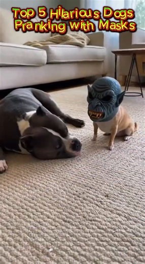 Top 5 Hilarious Dogs Pranking with Masks #dog #animals #MaskedDogs #cute #animalshorts