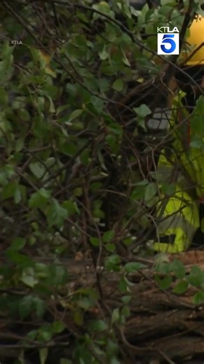 For one Van Nuys family, it wasn’t just the conditions of the roads that impacted them, as a large tree fell onto their van near Victory Boulevard and Willis Avenue around 1 a.m. Sunday, completely crushing it. https://ktla.com/news/local-news/heavy-rain-floods-san-fernando-valley-streets/ | KTLA 5 News
