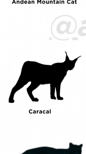 Because every cat has a style on Instagram: "The caracal (Caracal caracal) is a striking wild cat native to Africa, the Middle East, Central Asia, and India. It inhabits a variety of environments, including savannas, woodlands, and scrublands. This medium-sized cat is known for its distinctive long, tufted ears, reddish-gold coat, and powerful build. The caracal is an agile and skilled hunter, preying on small to medium-sized mammals, birds, and rodents. It is a solitary and primarily nocturnal 