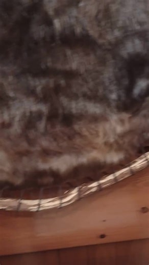 Hooped Beaver BV896 - Etsy