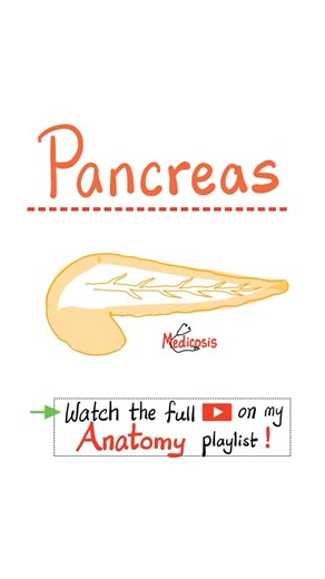 Medicosis Perfectionalis on Instagram: "Anatomy of the Pancreas - Anatomy of Abdomen...#medical #medschool #nurse #doctor"
