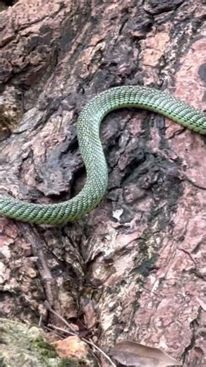 Thailand: ช่องเขาขาดงูเขียว กาญจนบุรี Green Snake Hellfire Pass Kanchanaburi