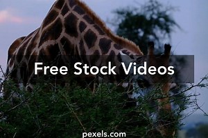 Safari Videos, Download The BEST Free 4k Stock Video Footage & Safari HD Video Clips
