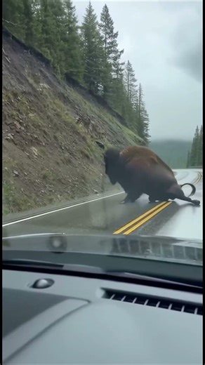 Đang đi thì thấy con bò rừng rơi xuống #mrnhatwanders