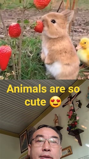 Animals are so cute 😍 #animation