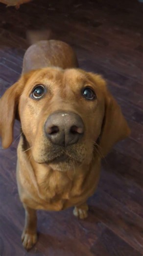 fox red lab 🐾Living with Labs