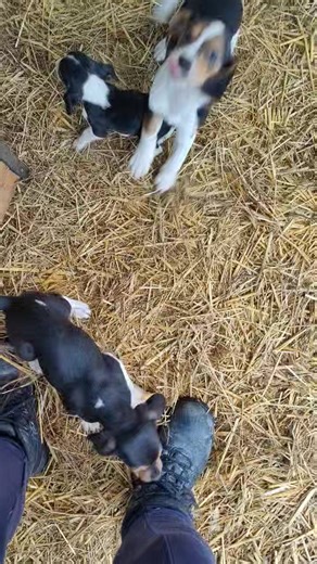 A Beigli család 😘😍😋 | Fema Állatmentők