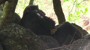 Chimp Makes Orphaned Genet Cat His Pet