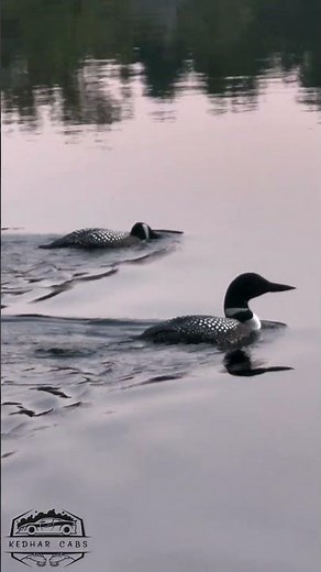 🦆 Common Loon Calling 🌊 | Relaxing Loon Bird Sounds in Nature #Shorts